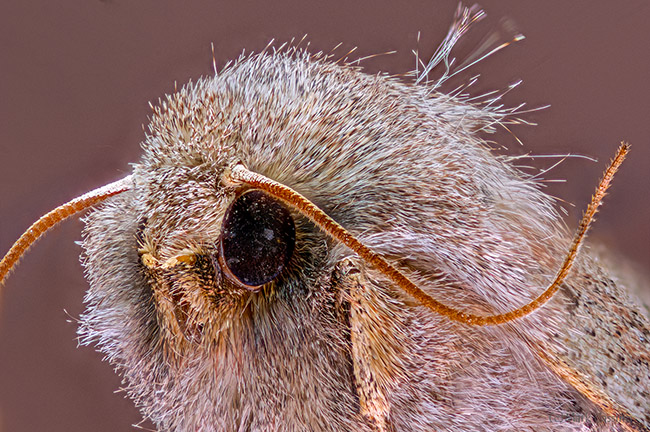 Extreme Macro Photo of Gypsy Moth